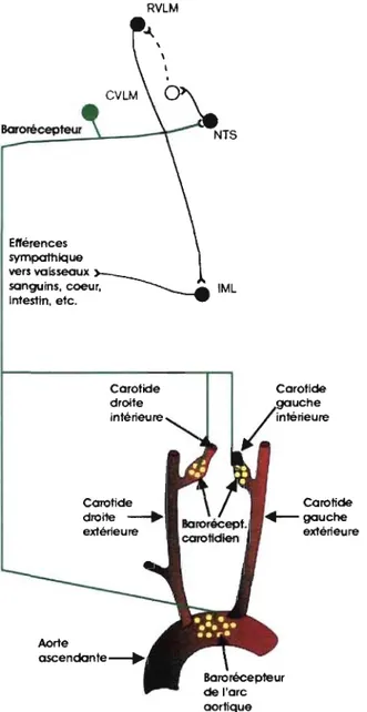 Figure 8 : Illustration avec différents repères anatomiques et structures du système nerveux  central  impliqué  dans  la  boucle  réflexe  des  barorécepteurs  aortiques  et  carotidiens 