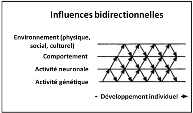Figure 6. Schéma reprenant les interactions entre les différents niveaux se déroulant au cours  du développement individuel