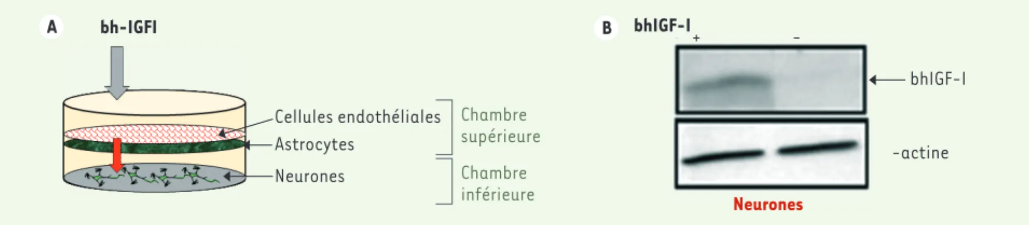 Figure 1. Dispositif mimant la membrane diencéphalique in vitro. A. Dans un puits à double chambre, dont le milieu supérieur représente le flux san- san-guin et le milieu inférieur le flux cérébral, la coculture de cellules endothéliales et d’astrocytes da