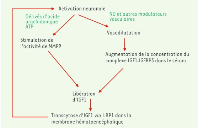 Figure 2. Mécanisme d’action de la stimulation neuronale sur le passage d’IGF1 à travers la bar- bar-rière hématoencéphalique.