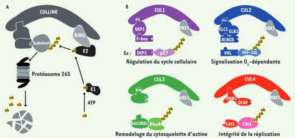 Figure 1. Composition, fonction et régulation des complexes CRL. A. Voie de dégradation des protéines par les complexes CRL