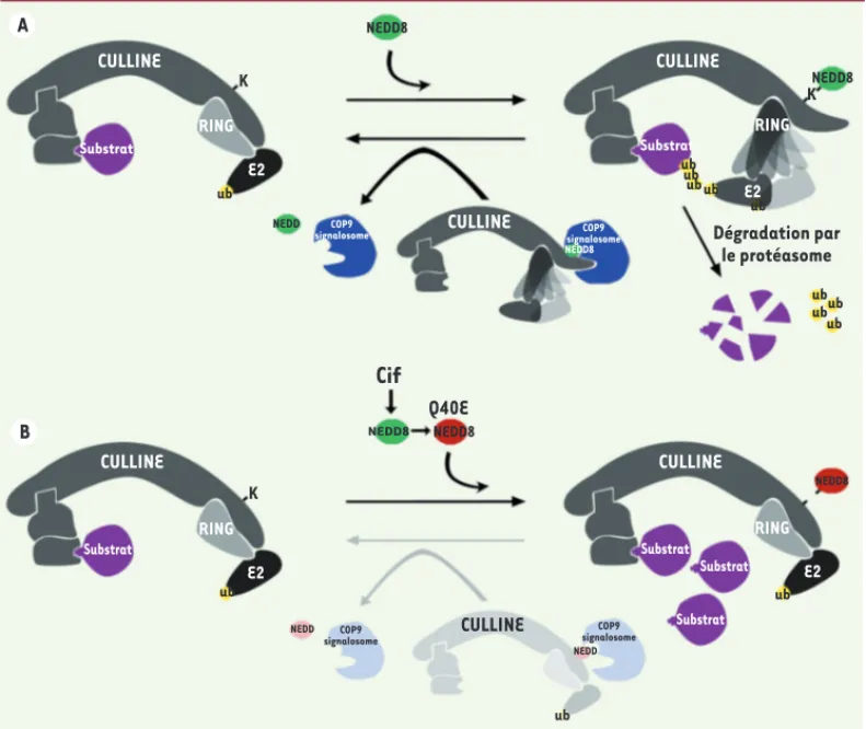 Figure 2.  Cif modifie Nedd8  et neutralise l’activation des  complexes CRL. A. La  conjugai-son de Nedd8 (vert) sur une  lysine carboxy-terminale de la  culline induit un changement  de conformation du domaine  RING qui permet de situer  l’en-zyme E2 acti