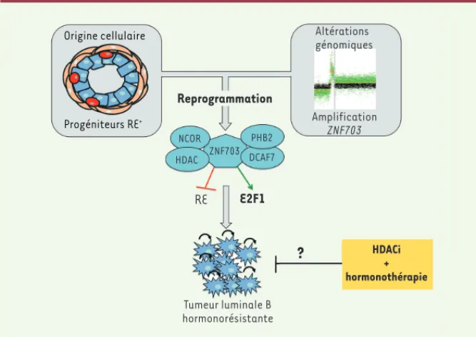 Figure 1. ZNF703, oncogène du sous-type lumi- lumi-nal B des cancers du sein. L’amplification et la  surexpression de ZNF703 dans une cellule  pro-génitrice exprimant le récepteur aux  œstrogè-nes (RE + ) pourraient induire une  reprogram-mation de ces cel