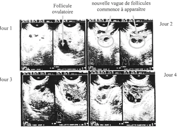 Figure 2. Photos représentatives du suivi échographique de l’ovaire gauche et de l’ovaire droit provenant de taures (n10) synchronisées avec deux