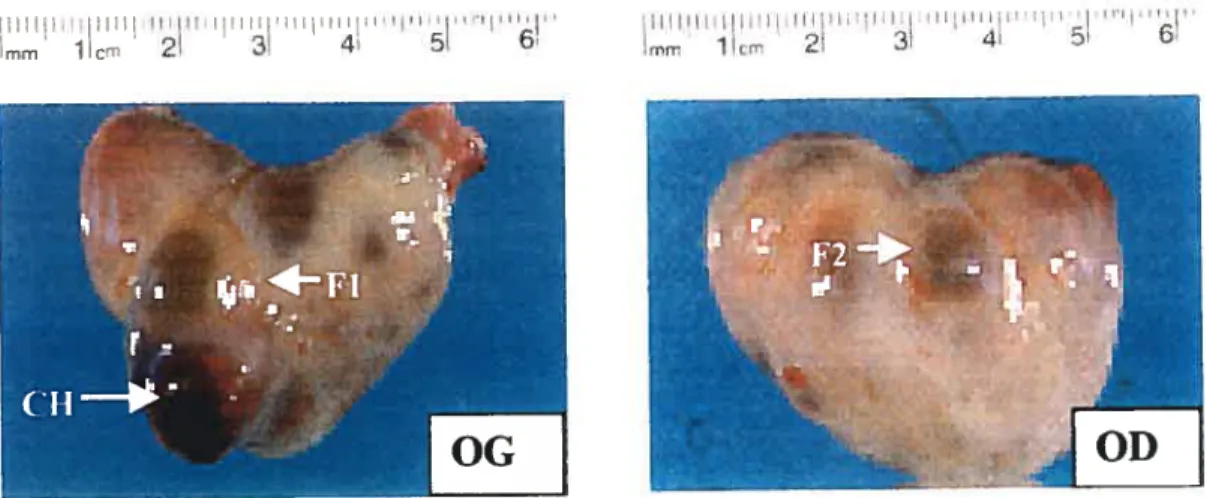 Figure 3. Photos représentatives d’ovaires (ovaire gauche (0G) et ovaire droit (OD)) obtenus de taures (n=10) synchronisées avec deux injections