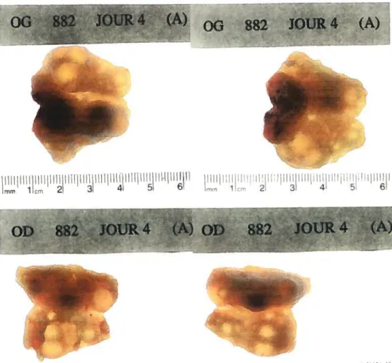 Figure 4. Photos représentatives d’ovaires (ovaire gauche (0G) et ovaire droit (OD)) obtenus de taures (n1 0) synchronisées avec deux injections