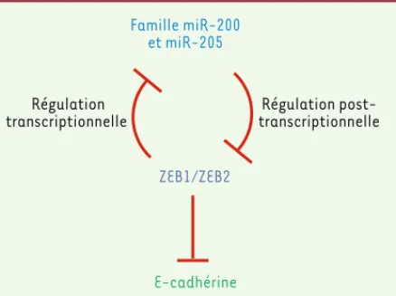 Figure 2. Implication des miARN dans la régulation de la tran- tran-sition épithélio-mésenchymateuse