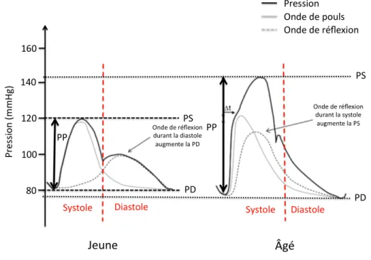 Figure 10:   Impact  de  la  rigidité  artérielle  sur  les  différents  paramètres  hémodynamiques, comparaison avec un sujet jeune