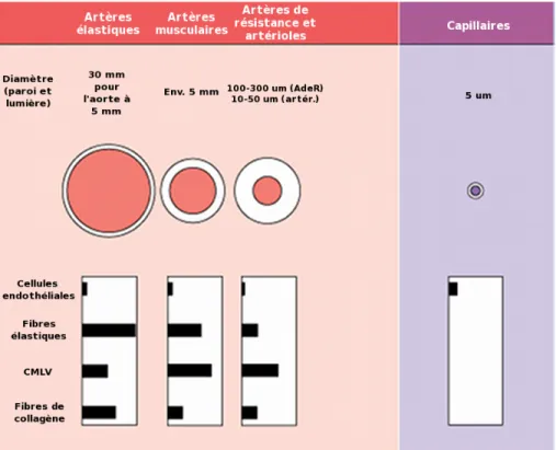 Figure 3:   Compositions des différents segments vasculaires.  