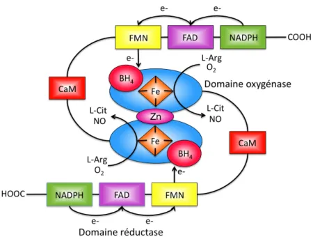 Figure 8:   Structure des NOS en homodimère et mouvement des électrons.   