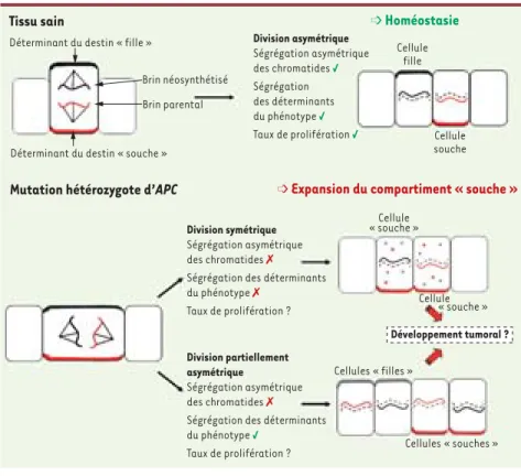 Figure 1.  Représentation schématique de  l’orientation du fuseau mitotique et de la  ségré-gation des chromatides et des déterminants  protéiques du destin cellulaire dans les cellules  souches intestinales du tissu sain et du tissu  pré cancéreux