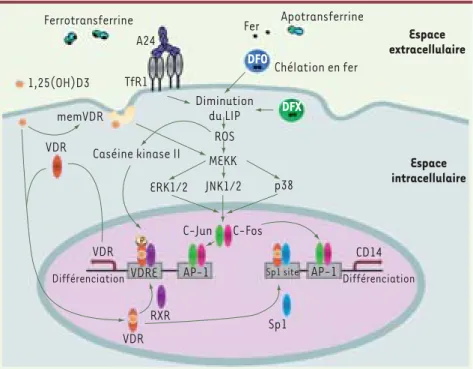 Figure 1.  Voies de signalisation impliquées  dans la différenciation monocytaire induite  par la privation en fer en association avec la  vitamine D