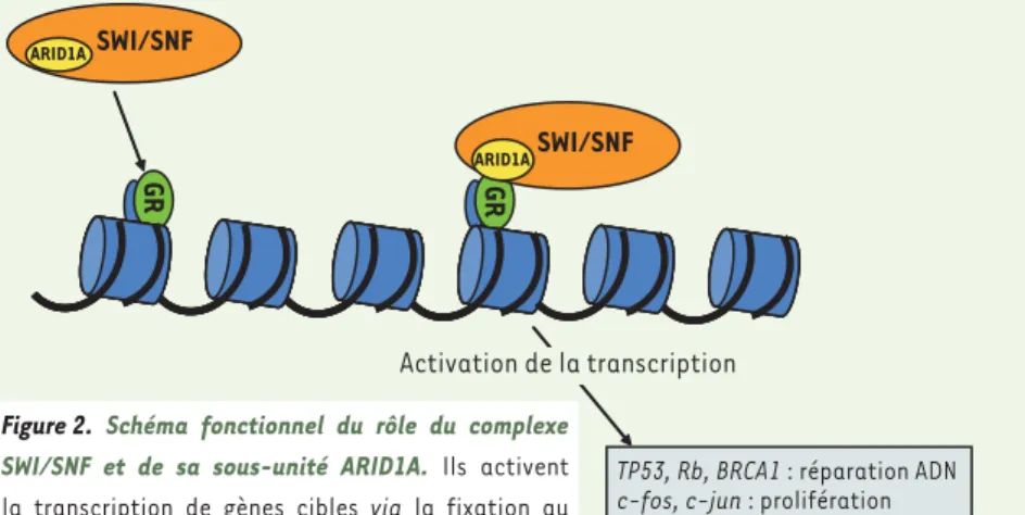 Figure 2.  Schéma fonctionnel du rôle du complexe  SWI/SNF et de sa sous-unité ARID1A