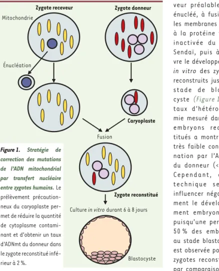 Figure 1.  Stratégie de   cor rection  des  mutations  de l’ADN mitochondrial  par transfert nucléaire  entre zygotes humains