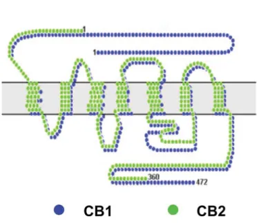 Figure 3. Structure des récepteurs CB1 et CB2; figure adaptée de (Howlett 2002). 