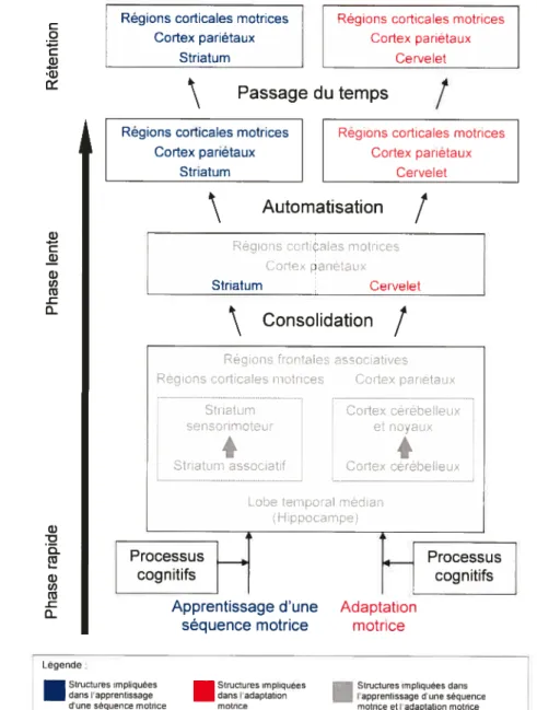 Figure 2. Modèle révisé de Doyon &amp; Ungerleider (2002), adapté de Doyon &amp; Benali (2005).