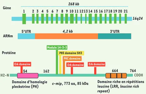 Figure 5.  Effets de c-mip sur la signalisation  proximale relayée par la néphrine. A