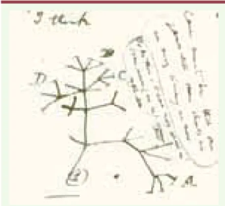 Figure 1.  Geospiza fortis mâle sur Daphne  Major.