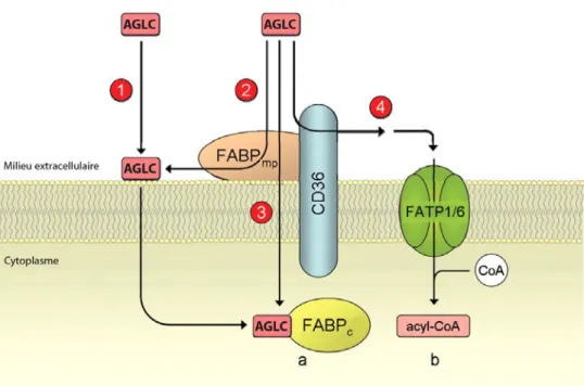 Figure 1.2. Translocation des acides gras dans les cardiomyocytes   Les acides gras étant perméables à la membrane plasmique, ils peuvent  diffuser à travers la membrane plasmique (1) mais la vitesse de diffusion  passive est trop lente pour fournir les be
