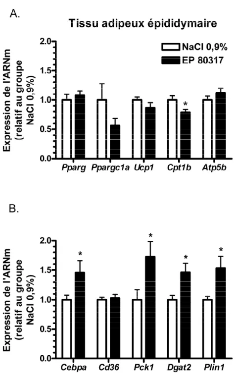 Figure 3.3.1. Le EP 80317 augmente l’expression des gènes responsables  du stockage des triglycérides au niveau du tissu adipeux épididymaire à  6 heures de reperfusion