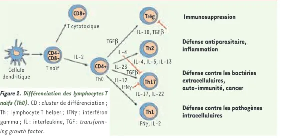 Figure 2.  Différenciation des lymphocytes T  naïfs (Th0). CD : cluster de différenciation ;  Th :  lymphocyte T  helper ;  IFN :  interféron  gamma ;  IL :  interleukine,  TGF :   transform-ing growth factor.