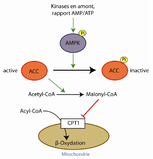 Figure 6 : Effet de l’AMPK sur la β-oxydation. L’AMPK inactive l’ACC qui a un effet  inhibiteur sur l’entrée des acyl-CoA dans la mitochondrie, et donc sur la β-oxydation, via la  formation  de  malonyl-CoA