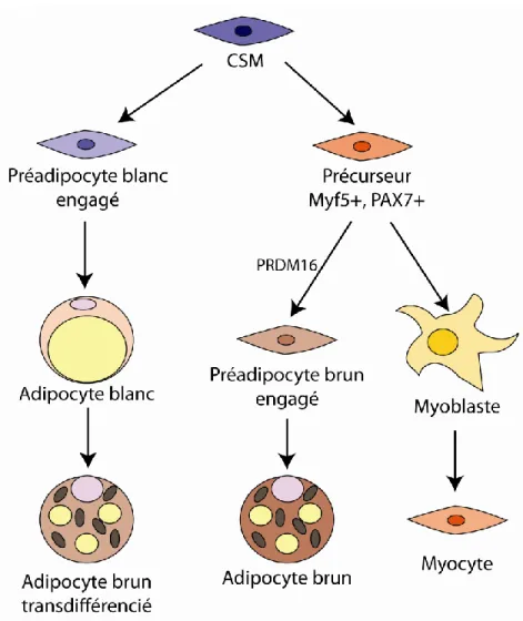 Figure  7 :  La  différenciation  des  adipocytes.  Les  CSM  peuvent  devenir  des  préadipocytes  blancs  ou  un  précurseur  des  préadipocytes  bruns  et  des  myoblastes  selon  l’expression  des  gènes  Myf5  et  PAX7