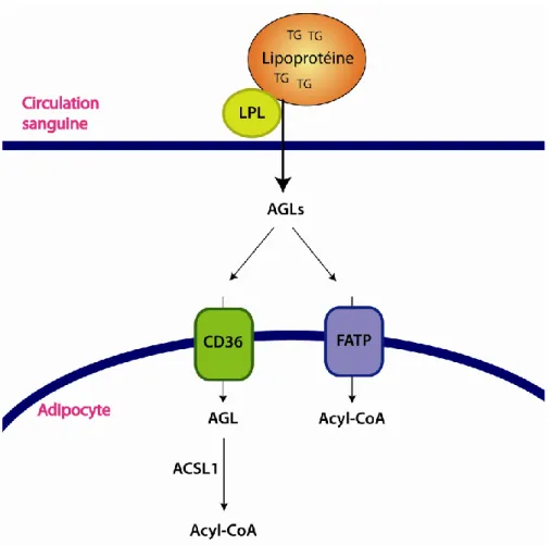 Figure  10 :  Le  capatage  des  lipides.  Les  TGs  contenus  dans  les  lipoprotéines  sont  hydrolysés par la LPL présente à la surface des vaisseaux sanguins