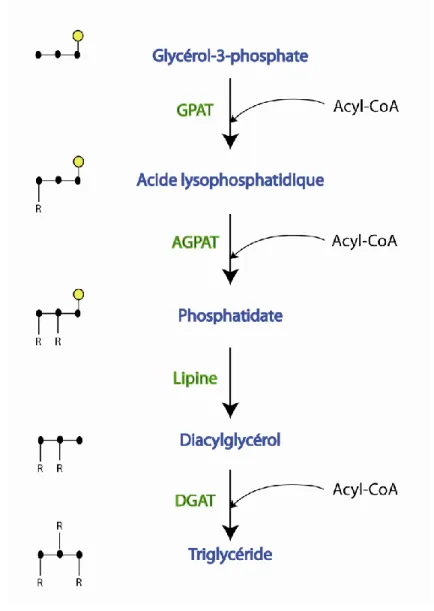 Figure 11 : La synthèse des triglycérides. Schéma de la synthèse à partir du glycérol-3- glycérol-3-phosphate et  des  acyl-CoA