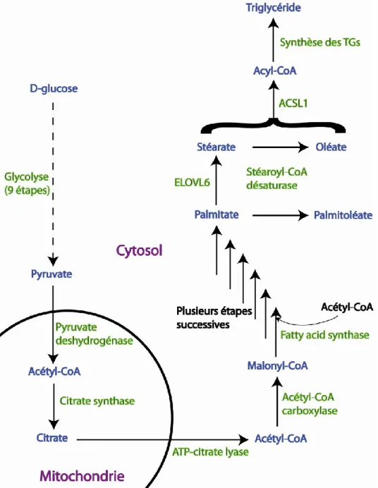 Figure 12 : La lipogenèse. Schématisation de la transformation du glucose en acides gras  (palmitate,  stéarate,  oléate,  palmitoléate)  puis  en  triglycérides