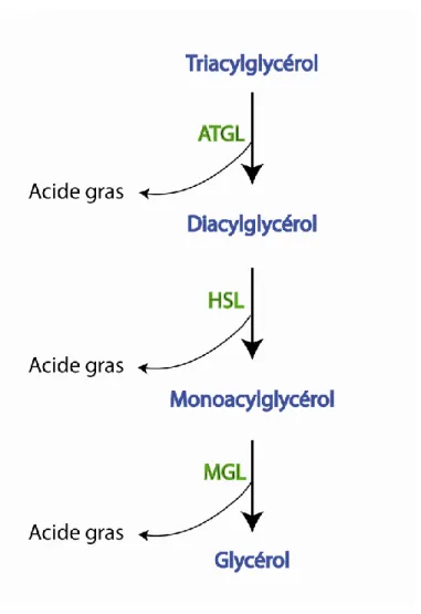 Figure 13 : La lipolyse. Schématisation de l’hydrolyse des triglycérides en 3 étapes par 3  enzymes  différentes  (en  vert)  qui  libérent  un  acide  gras  à  chaque  étape