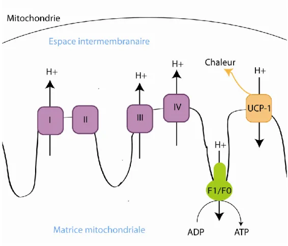 Figure  15 : La thermogenèse. La chaîne de transport  d’électrons (complexes  I, II, III et  IV) crée un gradient électrochimique de protons (H+)