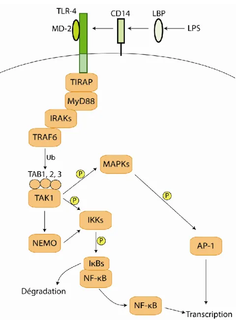 Figure  16 : La signalisation du TLR-4 dépendante de MyD88. L’activation du TLR-4  par le LPS amène le recrutement de protéines adaptatrices, TIRAP et MyD88, qui activent  les IRAKs, TRAF6 et TAK1