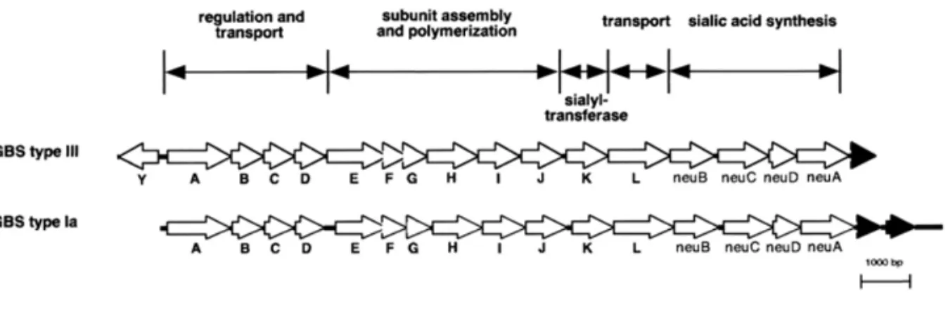 Figure   3:   Schematic   representation   of   the   organization   of   the   CPS   synthesis   loci   of   GBS   type   III   and   GBS    type   Ia