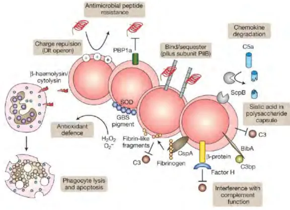 Figure    6:    Mechanisms    of    Group    B    Streptococcus    (GBS)    immune    resistance