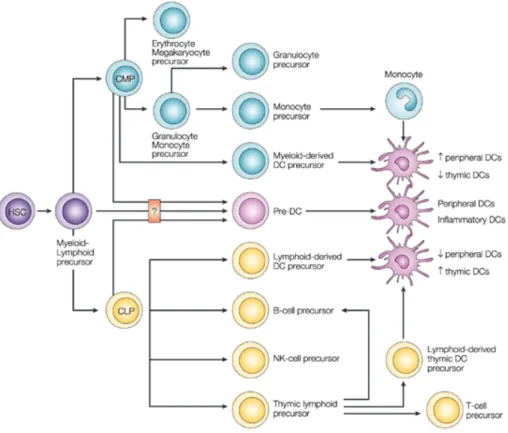 Figure    7:    Theoretical    model    of    the    developmental    origins    of    mouse    dendritic    cells    (DCs)