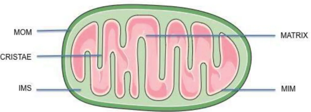 Figure 1: Mitochondrial Structure 