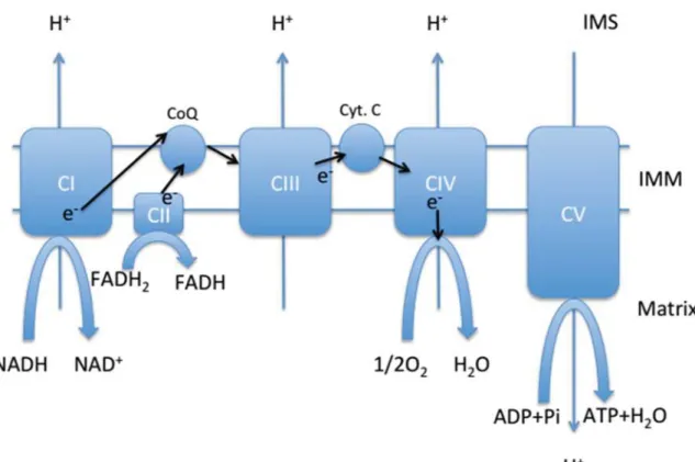 Figure 2: The Electron Transport Chain 