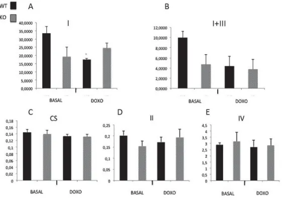 Figure 9: Effect of doxorubicin on citrate synthase and enzyme activity of complexes of the  ETC in WT and Parkin-/- mice 