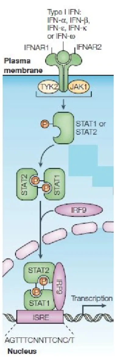 Figure A. Interferon receptors and activation of classical JAK-STAT pathways by type  I interferon