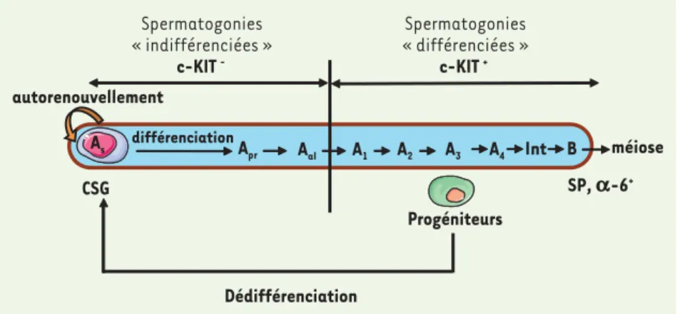 Figure 1. Mise en évidence de la dédifférenciation des progéniteurs spermatogoniaux. les spermato- spermato-gonies « différenciées » se dédifférencient en cellules souches germinales (CSG) et régénèrent une  spermatogenèse à long terme après leur transplan