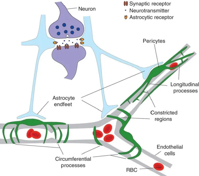Figure 3. Schematic of neurovascular unit (NVU) and coupling. The NVU is comprised of endothelial 