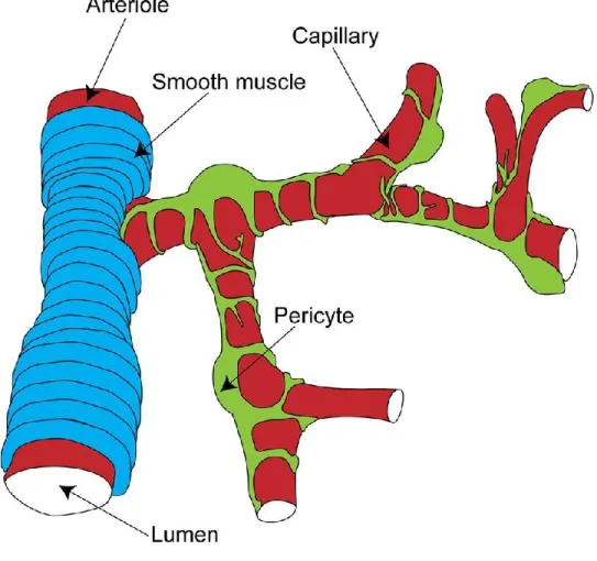 Figure 4. Schematic representation of the distribution of mural cells. Pericytes are located on small  vessels, capillaries and smooth muscle cells surrounding large vessels, arterioles