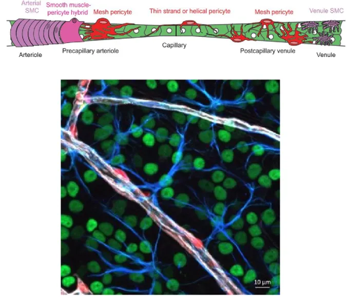 Figure  5.  (A) A schematic representation of the different morphologies of brain pericytes