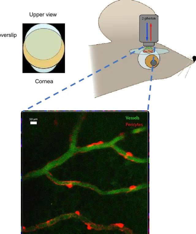 Figure 8. Two-photon laser scanning microscopy (TPLSM) imaging through the sclera of live NG2-DsRed  mice was used to visualize pericytes and capillary diameter prior to and during ischemia