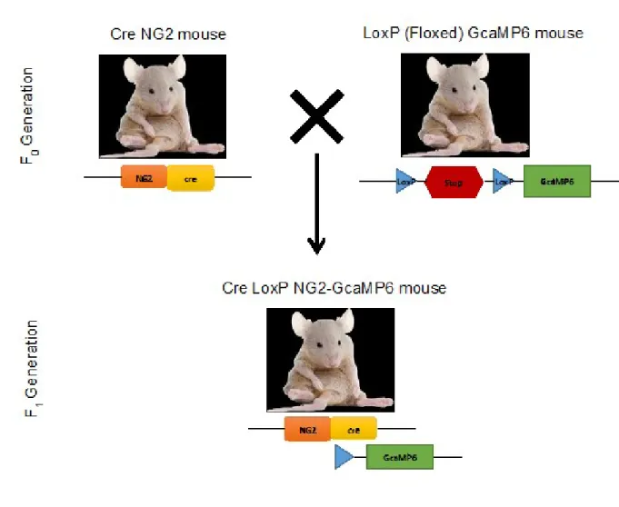 Figure  10.  In  vivo  fluctuations  in  pericyte  intracellular  calcium  were  monitored  in  transgenic  mice  expressing  the  genetically  encoded  calcium  indicator  GCaMP6  under  the  control  of  the  pericyte-  specific NG2 promoter (NG2:GCaMP6)
