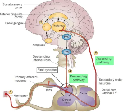 Figure 3: Schematic of the pain pathway. (1) The PNS is responsible of noxious stimuli perception  and the transmission of noxious information to the spinal cord though primary afferent neurons