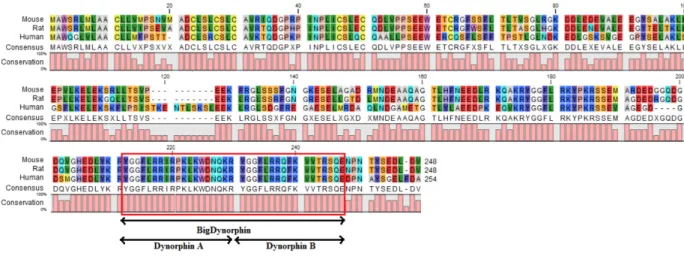 Figure 5: Mouse, rat and human Prodynorphin proteomic alignment. High homology is observed in  multiple regions between species