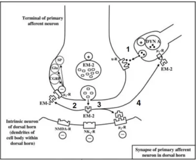 Figure 6: Involvement of Dyn A in pain modulation. (1) The release of Dyn A enhances the  production and release of EM-2