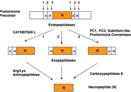 Figure 7: Pathways for proneuropeptides processing (Hook, 2006). 